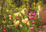 Wiosną zakwitają setki tulipanów. Dosadzam je co roku w barwnych plamach
