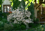 Azalia 'Irene Kloster' niezawodnie kwitnąca co roku