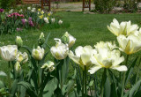 Kocham białe tulipany