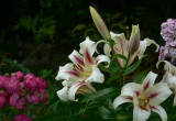 Latem w ogrodzie unosi się oszałamiający zapach lilii