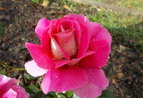 róża z kropelkami deszczu
