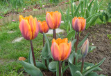 Tulipany w przepięknym kolorze