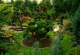 Moja duma w ogrodzie - Bonsai :)
Bardo lubię formować iglaki i nadawać im ciekawą formę 