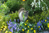 2009 - kot też lubi kwiaty