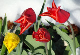 2011 - tulipany w śniegu