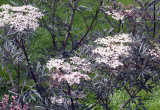 Bez czarny odmiany 'Black Lace’ kwitnie w czerwcu. Ma różowe kwiaty i postrzępione bordowe liście. Dorasta do 3 m wysokości (zdj. Fotolia.com).