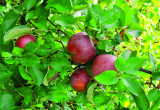 Jabłka odmiany 'Malinowa Oberlandzka' dojrzewają pod koniec września. Mają kruchy i aromatyczny miąższ. 