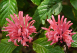 Jakobinia w warunkach szklarniowych może osiągać do 1,5 m wysokości. Roślina ma gęsty pokrój i ozdobne kwiaty (zdj. Fotolia.com).