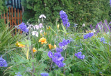 kolorowa rabata   ostróżka ogrodowa  liliowce , oraz irysy syberyjskie