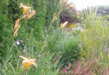 liliowce,ozdobne trawy  oraz żurawka