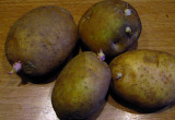Najwięcej solaniny zawierają ziemniaki, które zaczynają kiełkować. 
