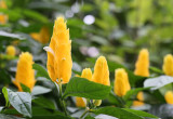 Pachistachis żółty w warunkach naturalnych jest zimozielonym krzewem dorastającym do 1 m. U nas uprawiany jest głównie w pojemnikach i osiąga mniejsze rozmiary (zdj. Fotolia.com).
