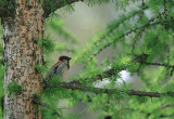 Pojedynczy egzemplarz modrzewia europejskiego może być efektowną ozdobą ogrodu. Drzewa te rosną dość szybko i mogą stać się ostoją dla ptaków (zdj. Fotolia.com).