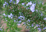 Rozmaryn lekarski to roślina śródziemnomorska. Jest wiecznie zielonym ziołem o aromatycznych liściach (zdj. Fotolia.com).