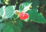 Smaczne i aromatyczne owoce 'Tayberry' pojawiają się w okresie wakacyjnym. Nadają się zarówno do bieżącego spożycia, jak i na przetwory.