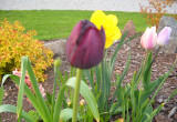 Ciemno fioletowy tulipan.