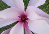 Kwiat magnoli