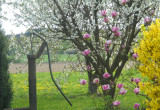 Kwitnąca Magnolia a w tle drzewa owocowe pełne kwiatów.