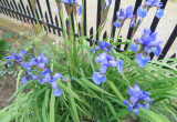 Niebieskie kosaćce kwitną co roku.