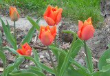 Pomarańczowe Tulipanki.