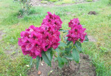 Rododendron drugi
