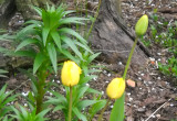 Żółte strzępiaste tulipanki.