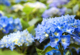 Kwiaty hortensji nie wymagają za wiele opieki, a cieszą przez całe lato (zdj.: fotolia.com)