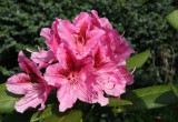 Moje wspaniałe rododendrony