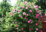 Pięknie pachnąca róża wabi wszystkich do mojego ogrodu