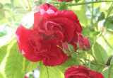 Poranna rosa na róży, którą podziwiam codziennie podczas rannego spacerku :)