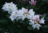 Rododendron 3.