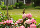 rododendron w zbliżeniu 