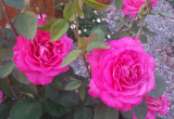 Średnica kwiatów tej róży dochodzi do 20cm.