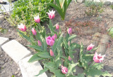 Wielobarwne tulipany. 
