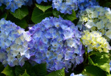 Zdecydowanie najpopularniejsze hortensje to te o niebieskim zabarwieniu kwiatów (zdj.: fotolia.com)