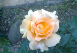 Zdjęcie 8 - Róża