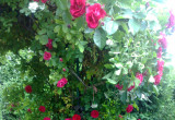 Zdjęcie 9 – Róże pnące 1