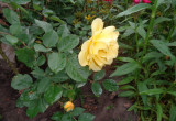 Kwiat żółtej róży pnącej.