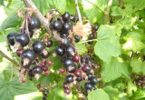 owoce porzeczki czarnej