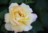 Pięknosc różana :)