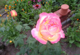 Róża wielkokwiatowa kremowo - żółto-różowa. 