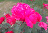 Róża wielkokwiatowa o kwiatach wielkości piwonii .
