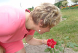 Ta róża przechodzi z czerwieni do miedzianych barw. 