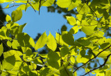 Wiąz gęsto wypuszcza liście, tworząc w okresie kwitnienia idealną ochronę przed słońcem (zdj.: Fotolia.com)