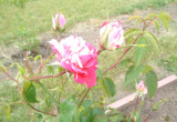 Wielkokwiatowa biało - różowa róża. 