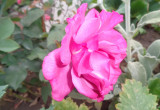 Wielkokwiatowa różowa róża.