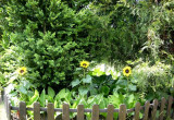 Z drugiej strony ogrodu znajduje się mała rabatka ze słonecznikami i innymi kwiatami.