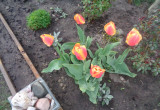 Ciepłe kolory tulipanów rozświetlają rabatę.