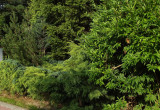 Forsycje i różne odmiany drzew iglastych rosną przy bramie.