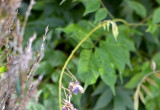 glacynia, wisteria